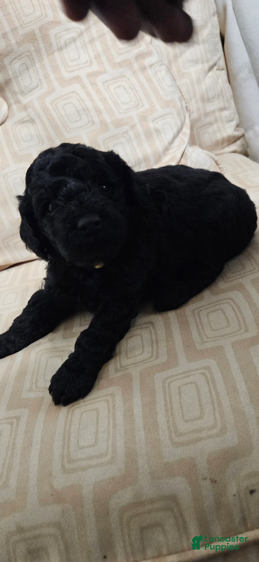Miniature Poodle dogs for sale: Miniature Poodle 2 - Ad 2