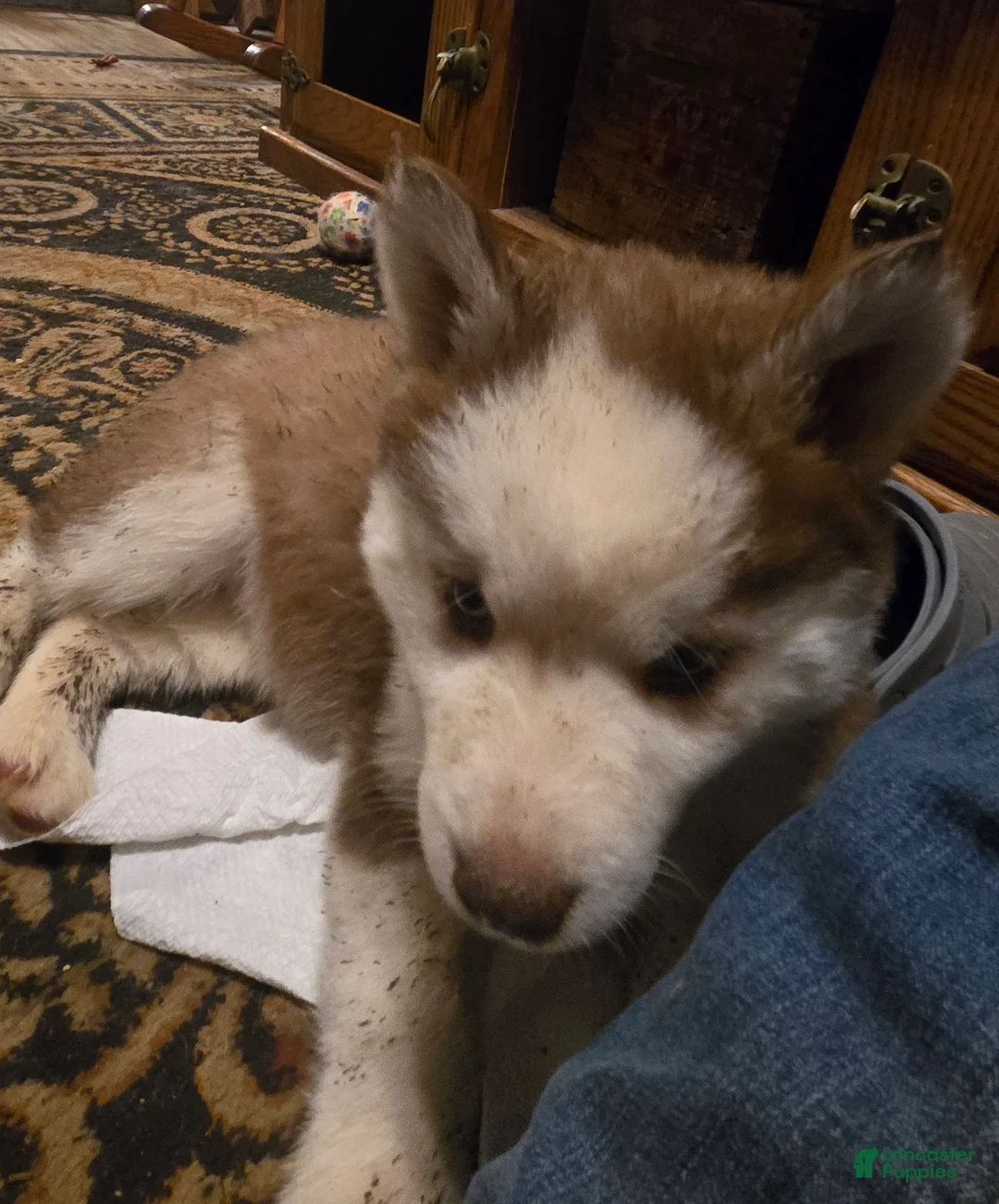 Siberian Husky dogs for sale: Bonnie - Ad 3