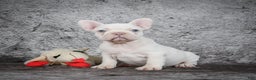 French Bulldog dogs for sale: Bella - Ad 3
