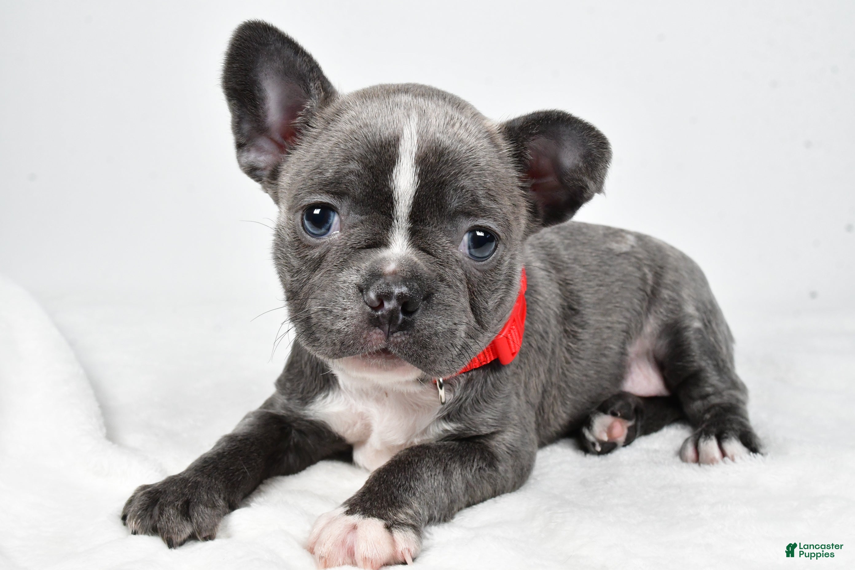 Mixed Breed dogs Faith - Ad 1