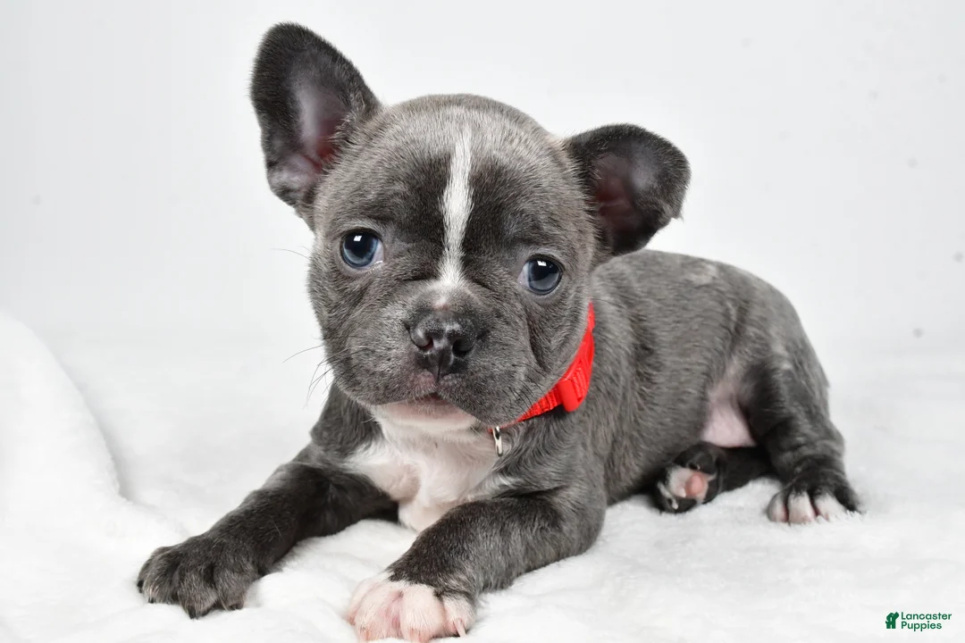 Mixed Breed dogs for sale: Faith - Ad 1