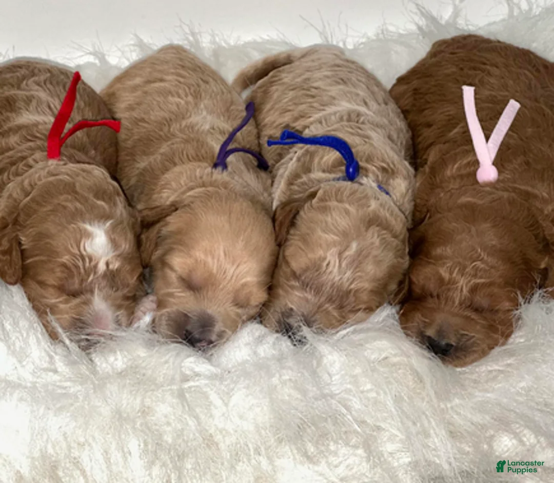 Goldendoodle dogs for sale: Pink Girl - Ad 4