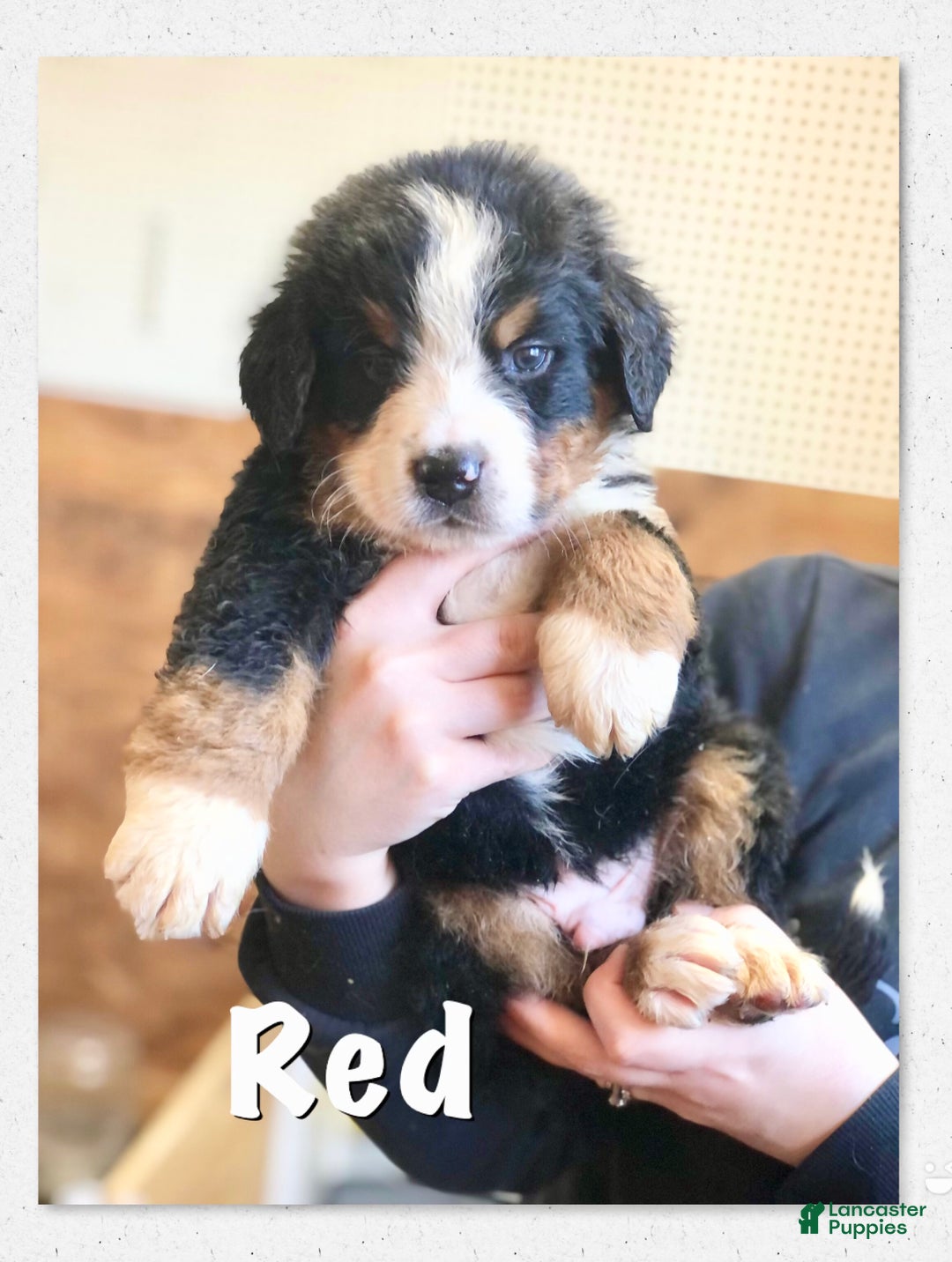 Bernese Mountain Dog dogs for sale: Indie - Ad 9