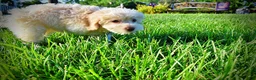 Havapoo dogs for sale: Daisy - Ad 16