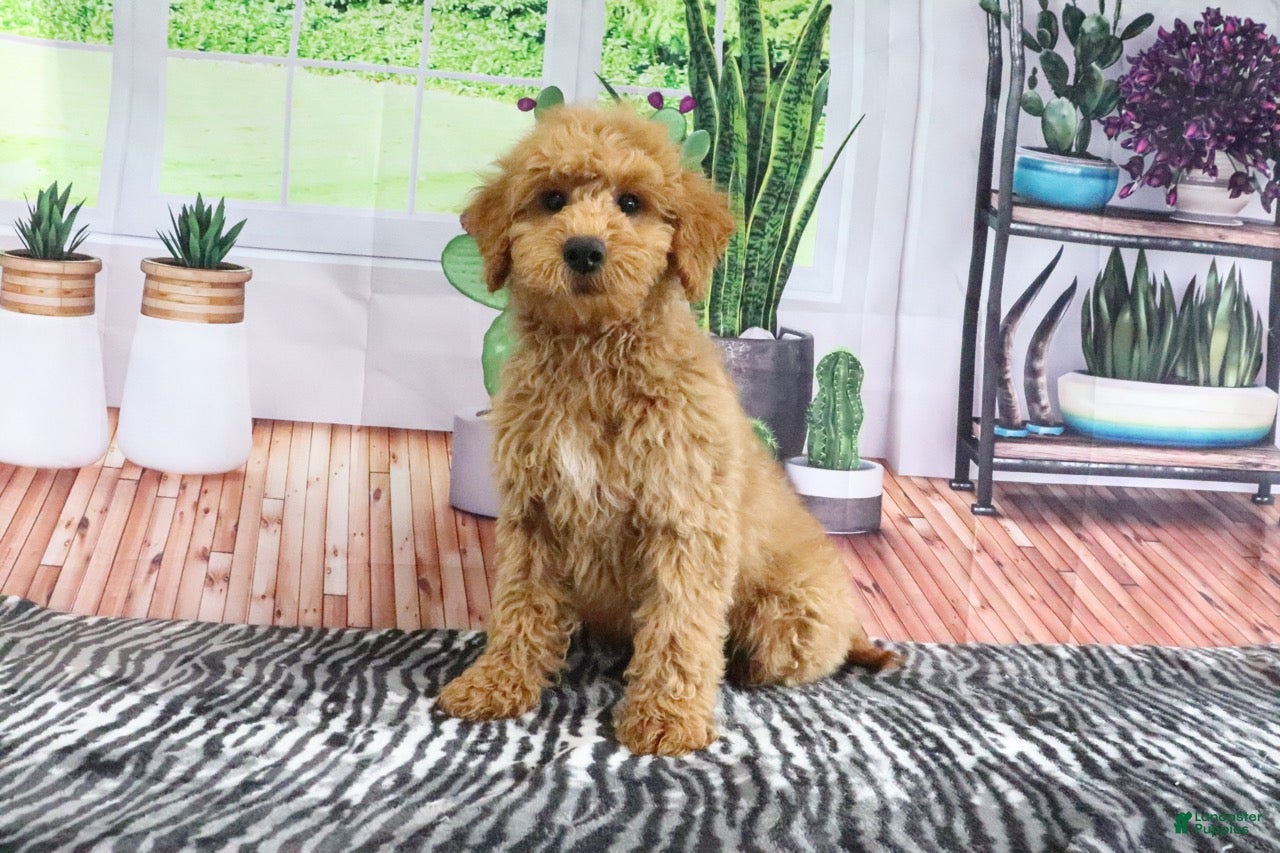 Mini Goldendoodle dogs Bandit - Ad 2