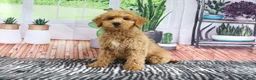 Mini Goldendoodle dogs for sale: Bandit - Ad 2