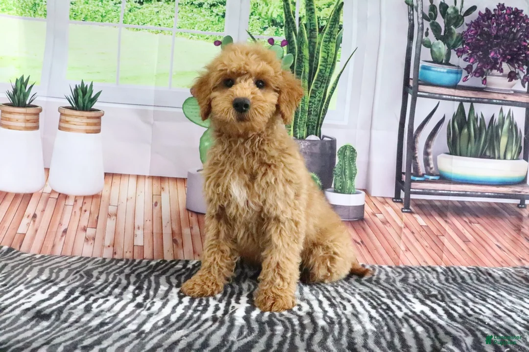 Mini Goldendoodle dogs for sale: Bandit - Ad 2
