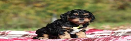Cavapoo dogs for sale: Dax - Ad 4