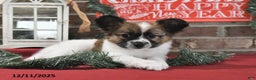 Papillon dogs for sale: Oliver - Ad 5
