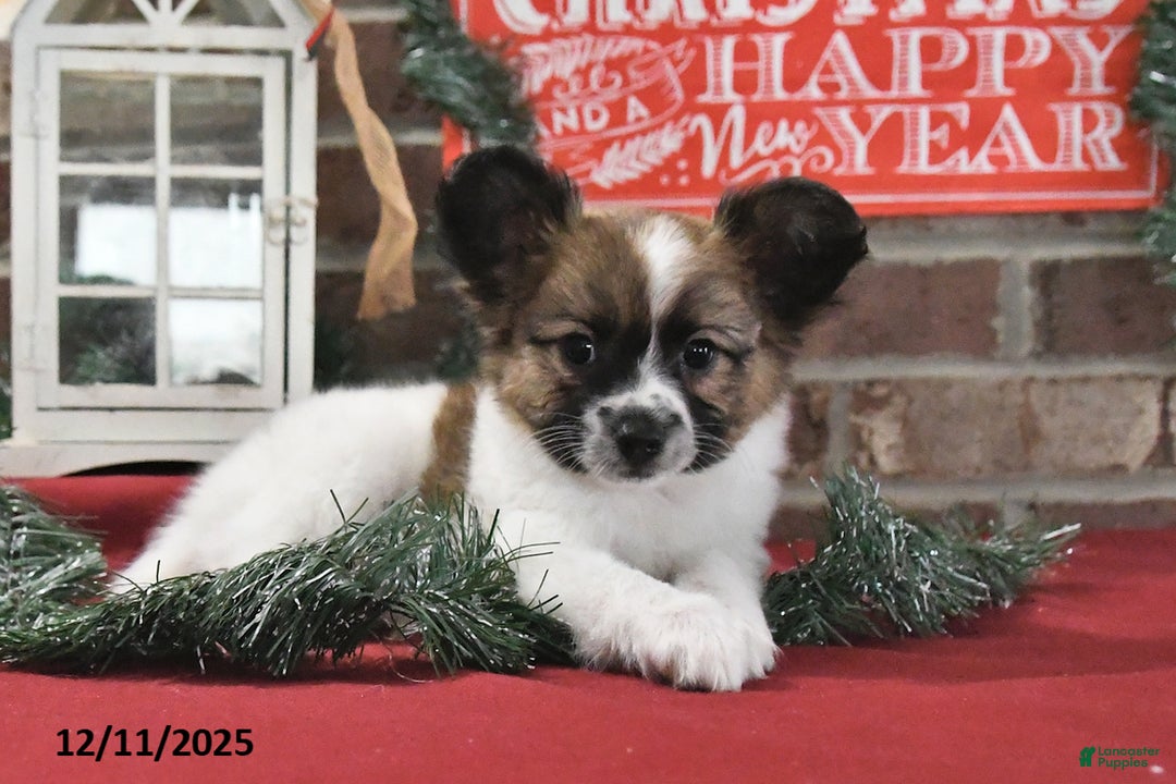 Papillon dogs for sale: Oliver - Ad 5