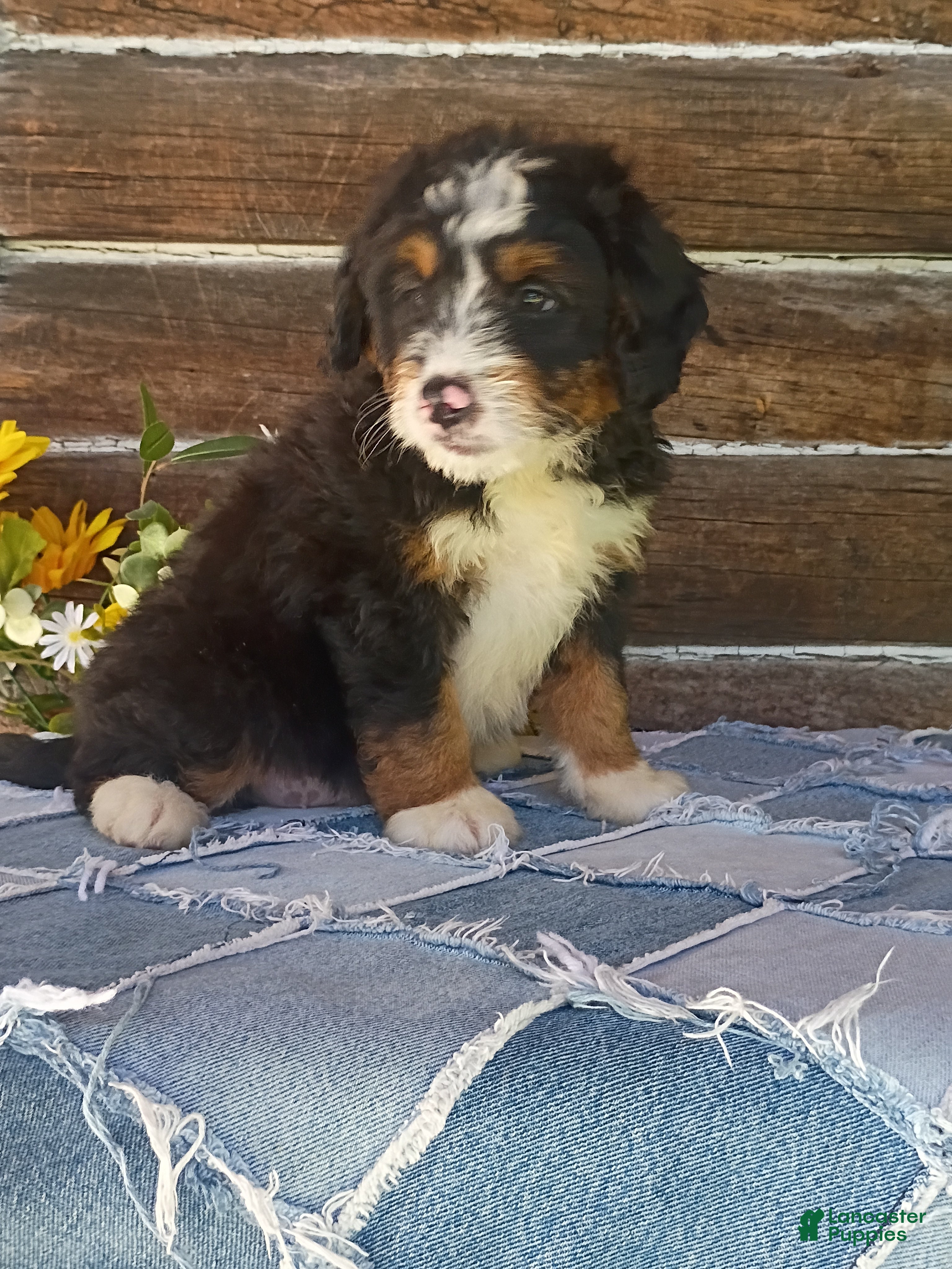Mini Bernedoodle dogs Mini Bernedoodle 4 - Ad 2