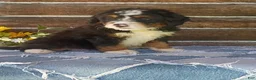 Mini Bernedoodle dogs for sale: Mini Bernedoodle 4 - Ad 2