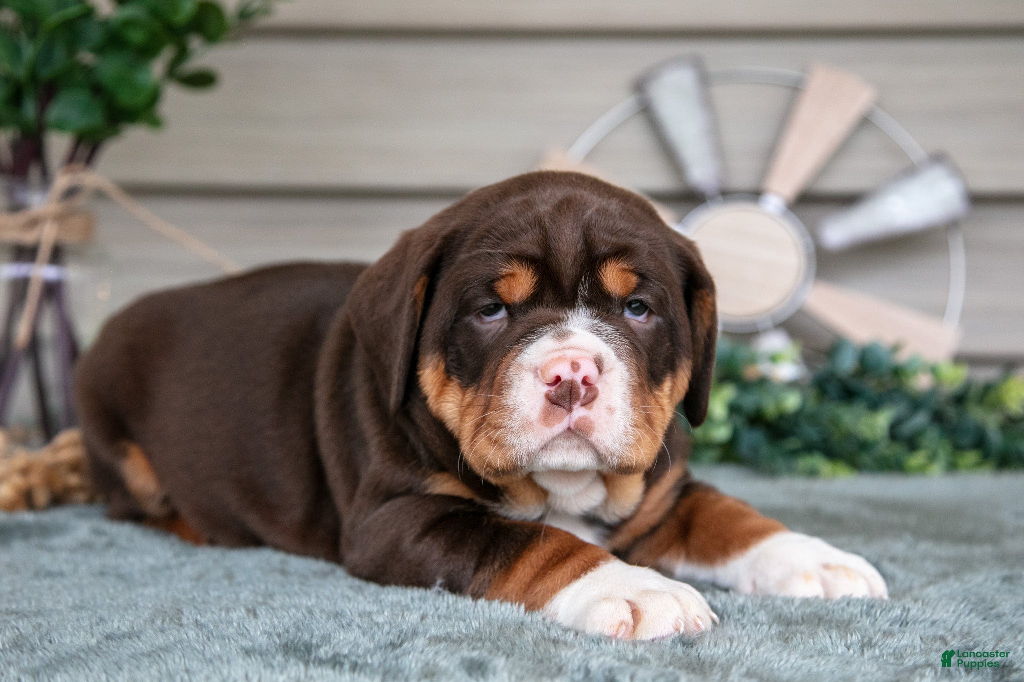 Beabull dogs Sassy - Ad 2