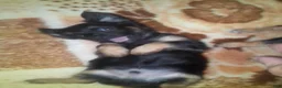 Mixed Breed dogs for sale: Mixed Breed 1 - Ad 5