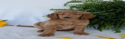 Goldendoodle dogs for sale: Lou - Ad 7