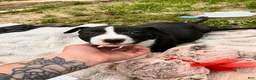 American Pit Bull Terrier dogs for sale: American Pit Bull Terrier 3 - Ad 5