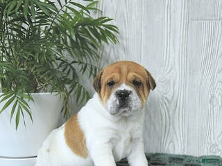 Mini Hippo dogs Griffin - Ad 5