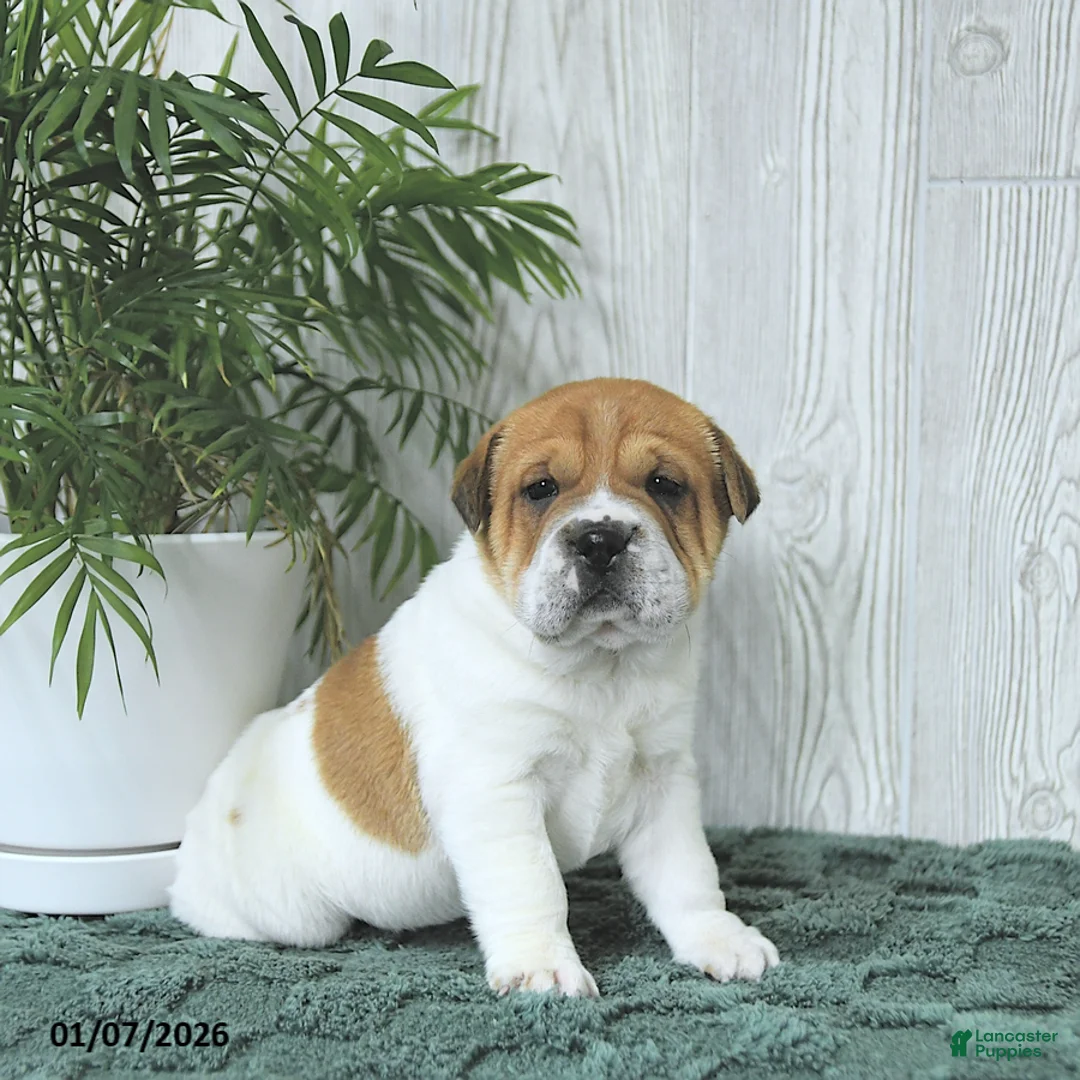 Mini Hippo dogs for sale: Griffin - Ad 6