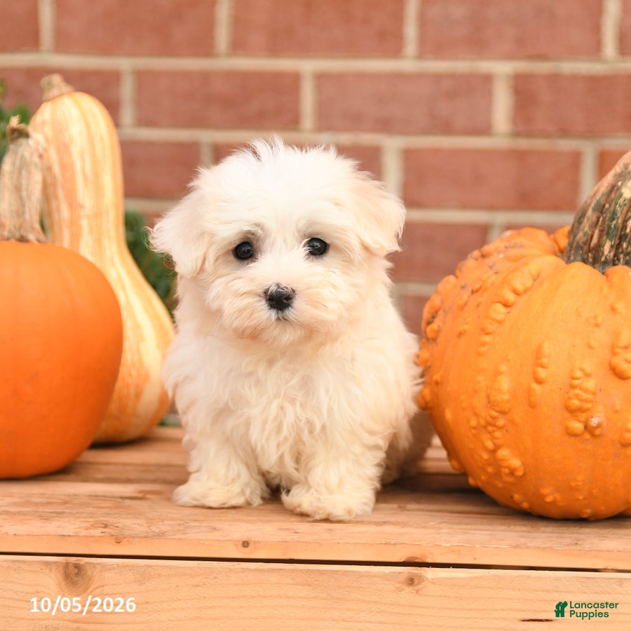 Maltipoo dogs Fancy - Ad 1