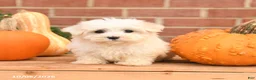 Maltipoo dogs for sale: Fancy - Ad 1