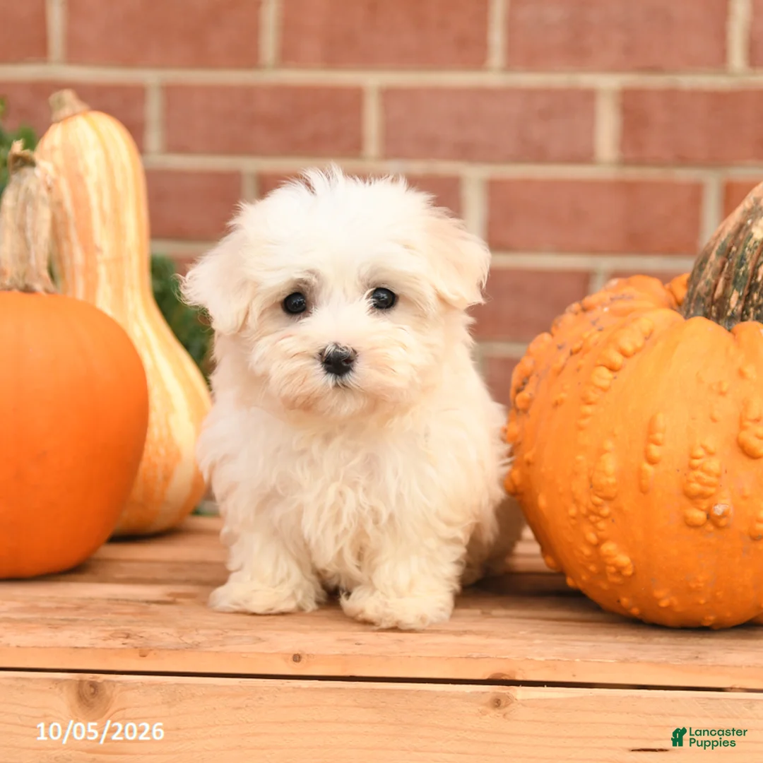 Maltipoo dogs for sale: Fancy - Ad 1