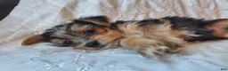 Yorkshire Terrier dogs for sale: Trixie - Ad 3