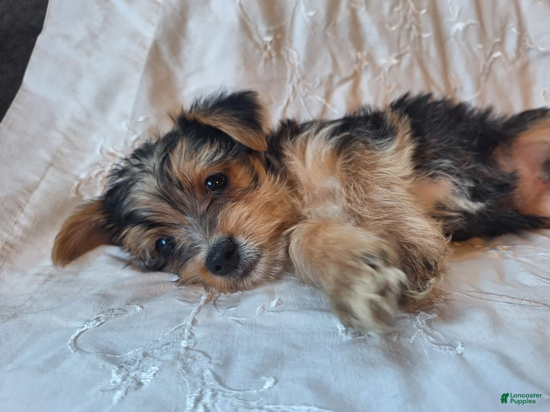 Yorkshire Terrier dogs for sale: Trixie - Ad 3