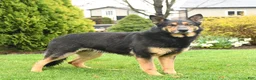 German Shepherd dogs for sale: Nutmeg - Ad 17