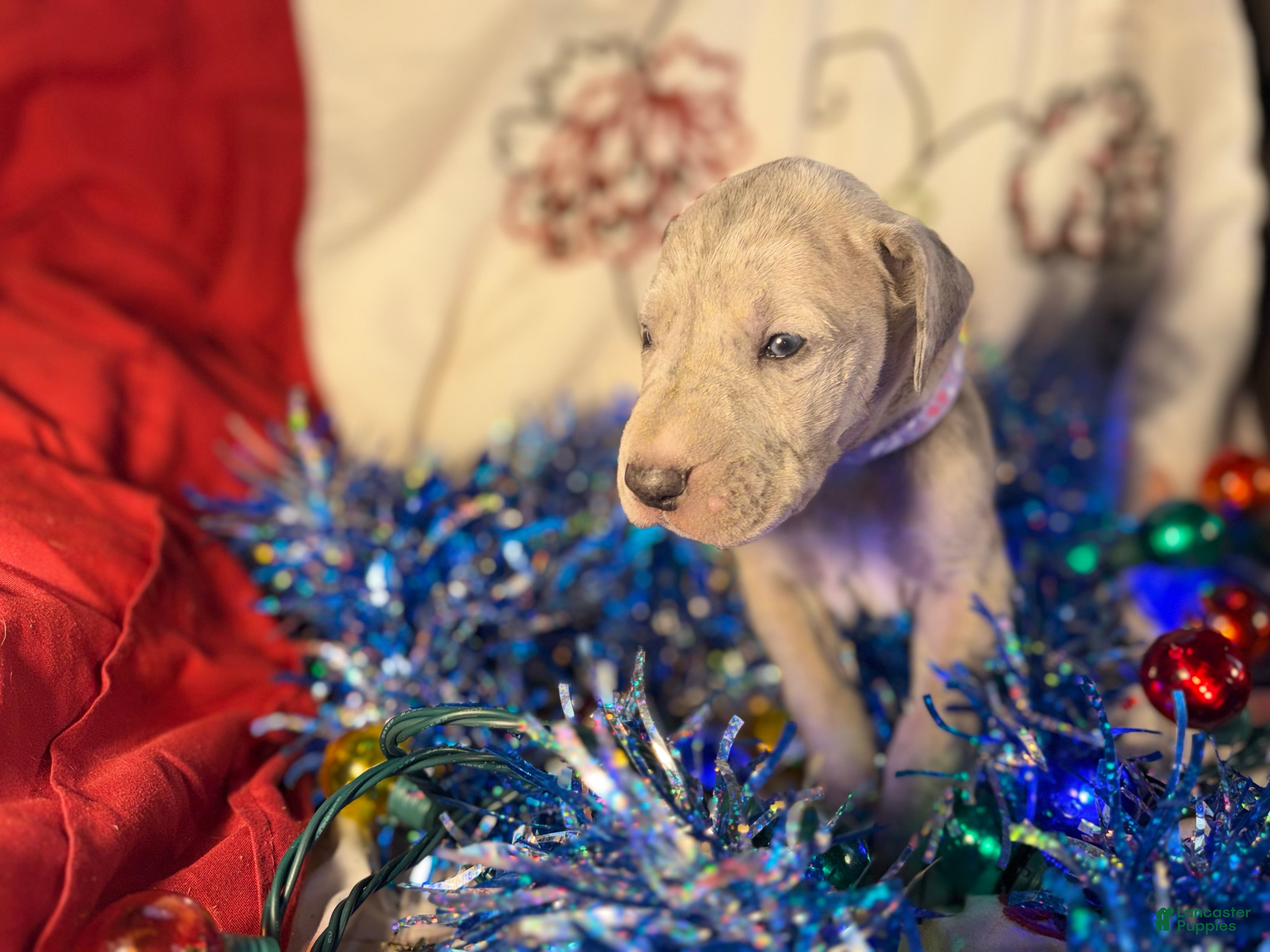 Great Dane dogs Milo - Ad 41