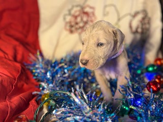 Great Dane dogs Milo - Ad 41