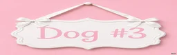 Sheepadoodle dogs for sale: Sheepadoodle 3 - Ad 6