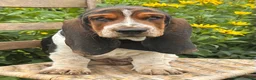 Basset Hound dogs for sale: Walter - Ad 20