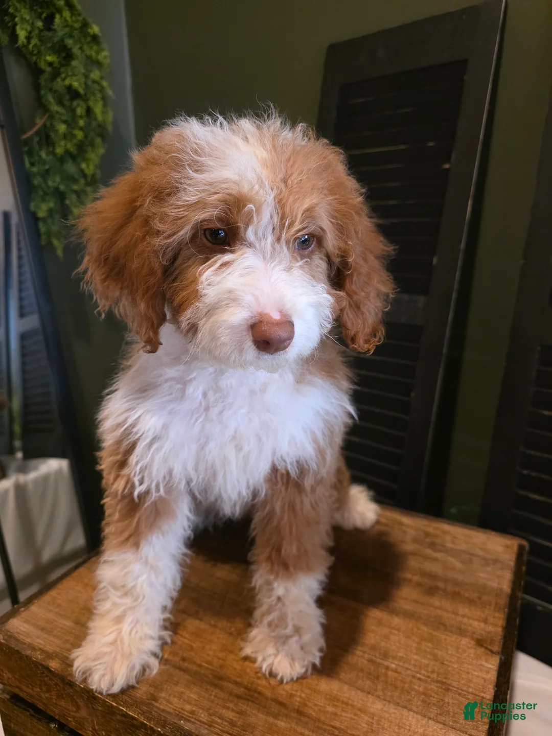 Mini Aussiedoodle dogs for sale: Rosie  - Ad 9
