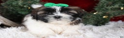 Shih Tzu dogs for sale: Pepper - Ad 9