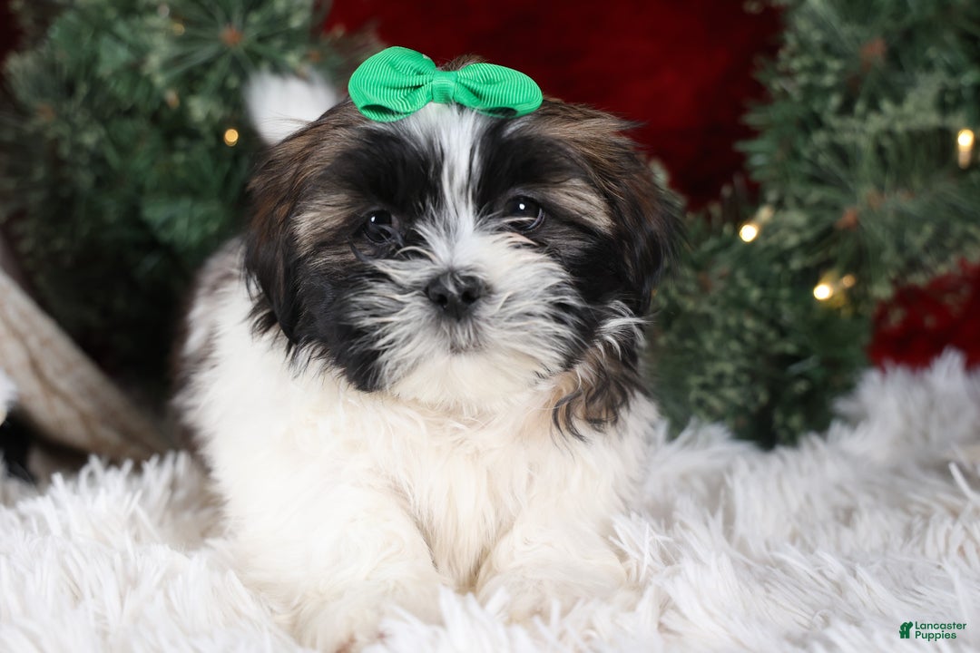 Shih Tzu dogs for sale: Pepper - Ad 9