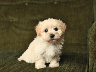 Maltipoo dogs - Ad 8