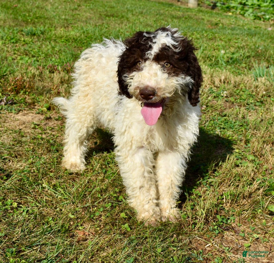 Akc Spanish Water Dog Adoption Portuguese Water Dog Puppies For