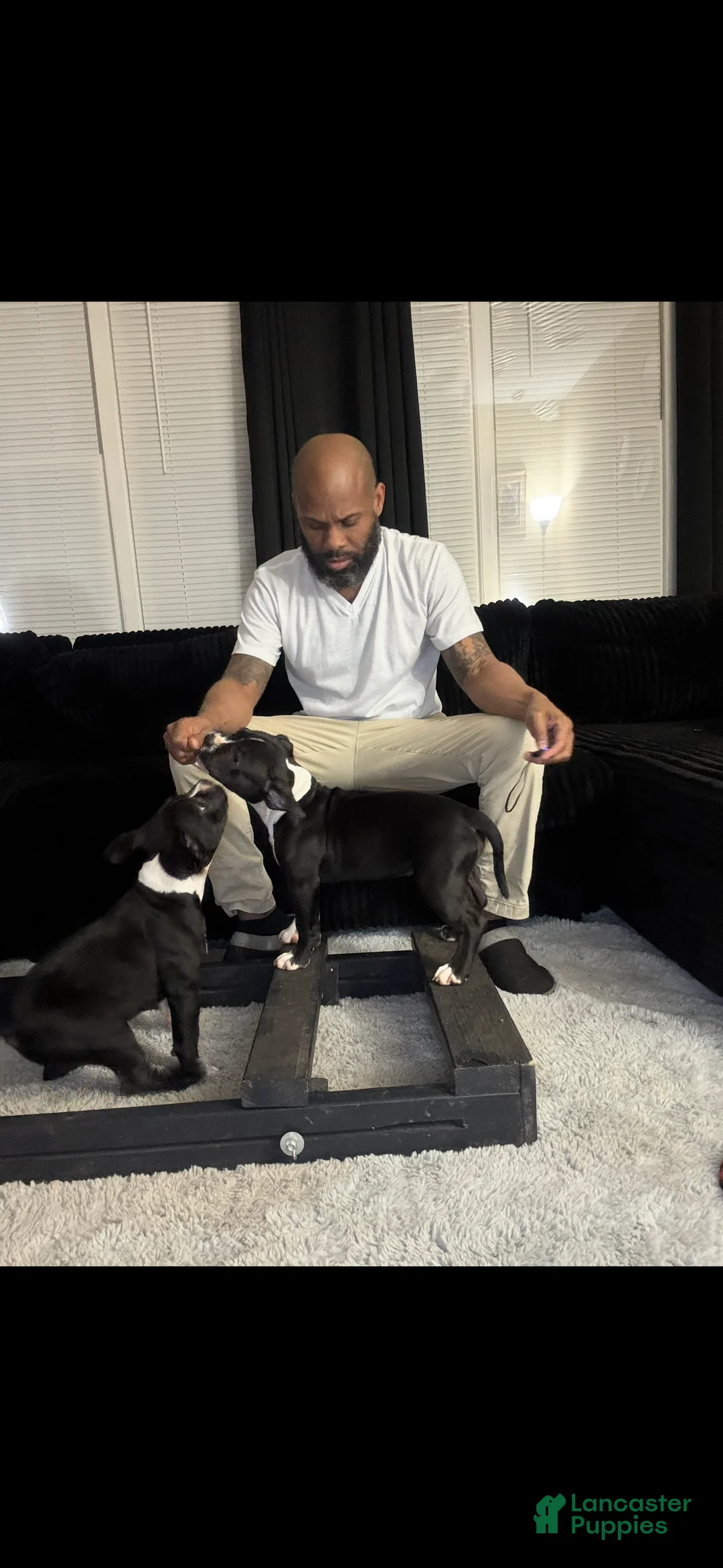 American Bully dogs for sale: Kenya Monroe - Ad 1