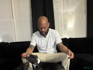 American Bully dogs Kenya Monroe - Ad 16