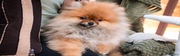 Pomeranian dogs for sale: Peyton - Ad 3