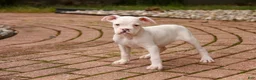 Boxer dogs for sale: Koa - Ad 4