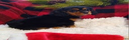 Cavalier King Charles Spaniel dogs for sale: Titan - Ad 12
