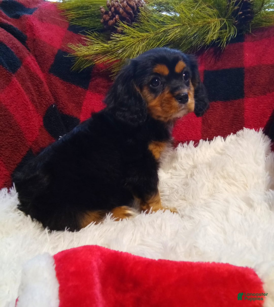Cavalier King Charles Spaniel dogs for sale: Titan - Ad 12