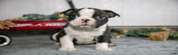 Boston Terrier dogs for sale: Lenny - Ad 1