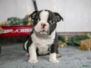 Boston Terrier dogs Lenny - Ad 31