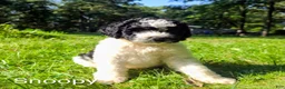 Mini Bernedoodle dogs for sale: Snoopy - Ad 4