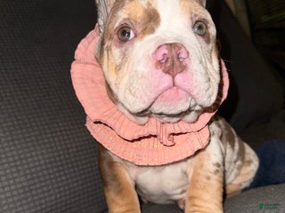 American Bully dogs Toast - Ad 6