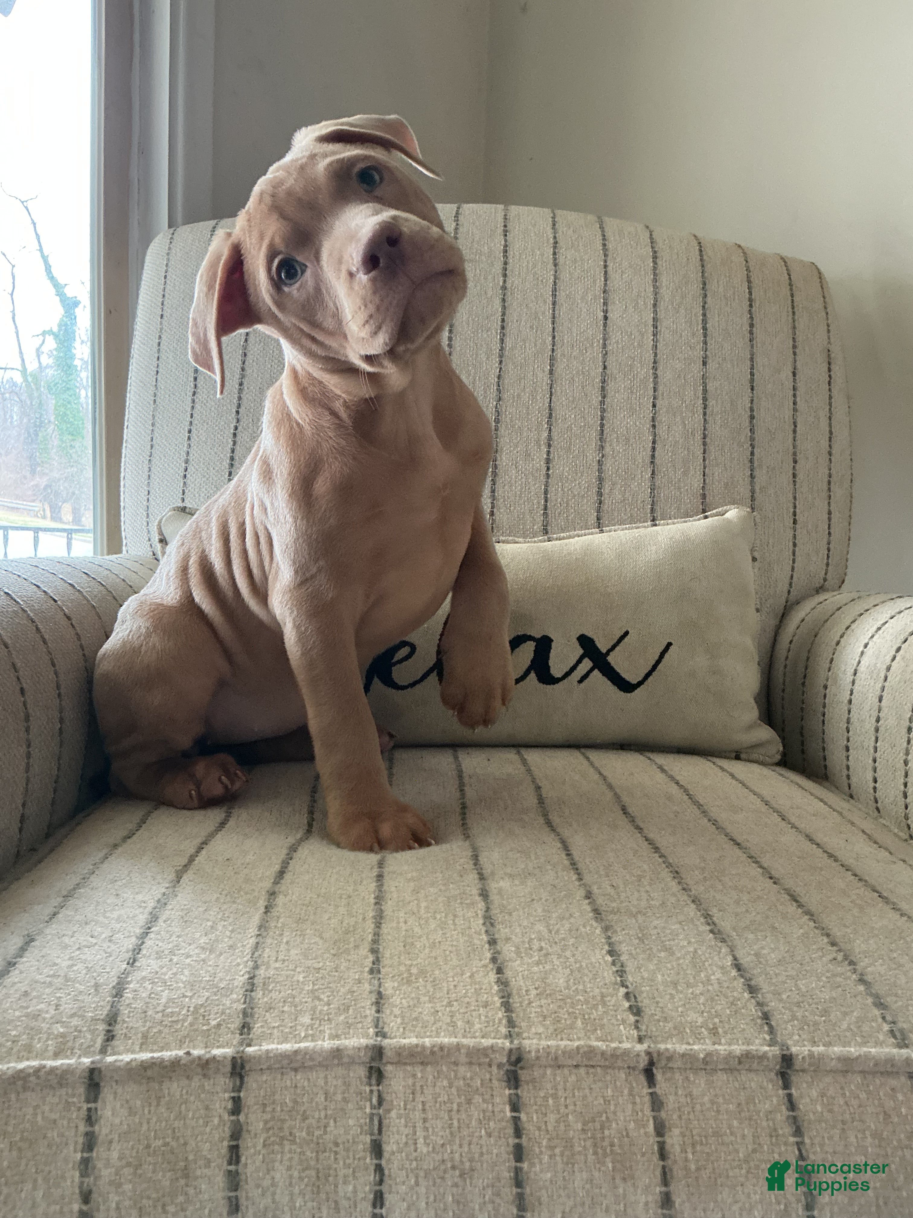 American Bully dogs Lucy - Ad 1