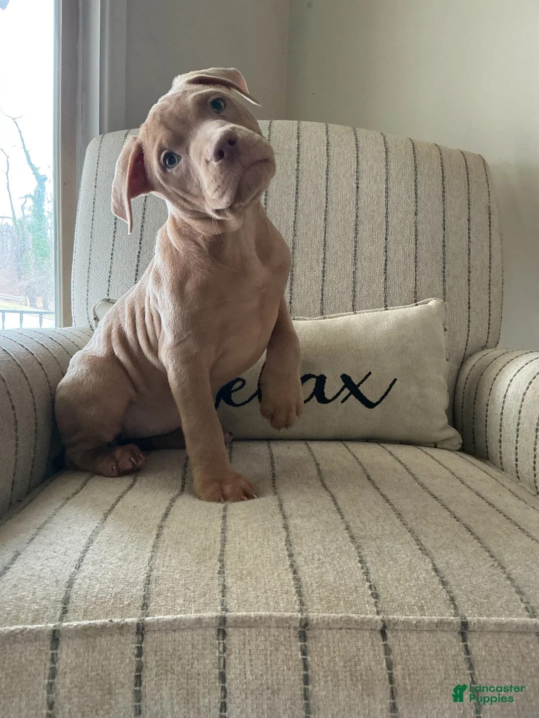 American Bully dogs for sale: Lucy - Ad 1