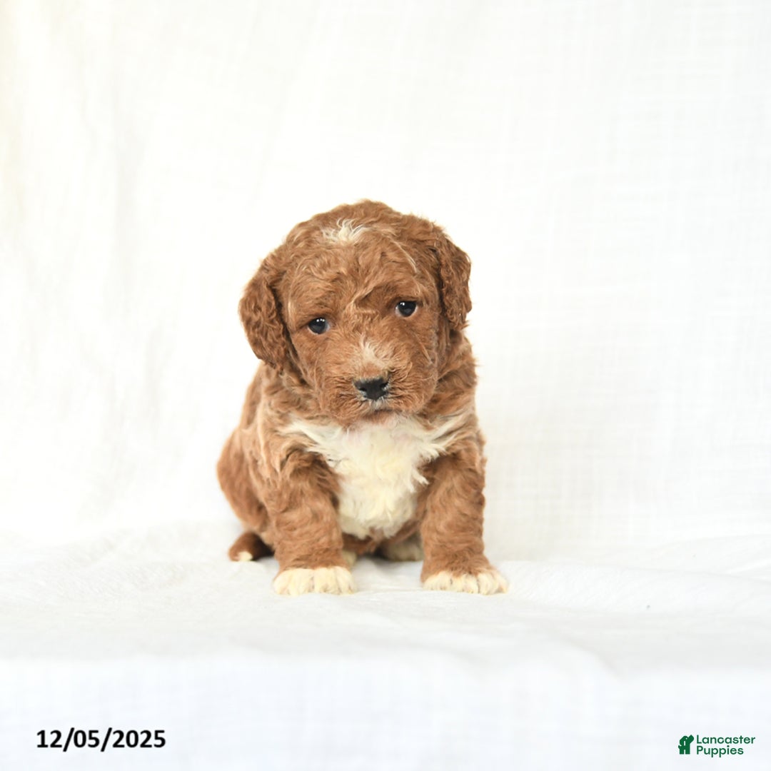 Mini Goldendoodle dogs for sale: Lucy - Ad 2